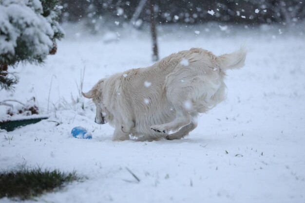 Süßer Golden Retriever, der im Schnee läuft und spielt