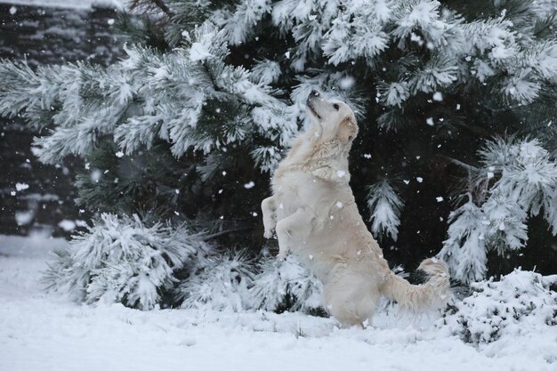 Süßer Golden Retriever, der im Schnee läuft und spielt