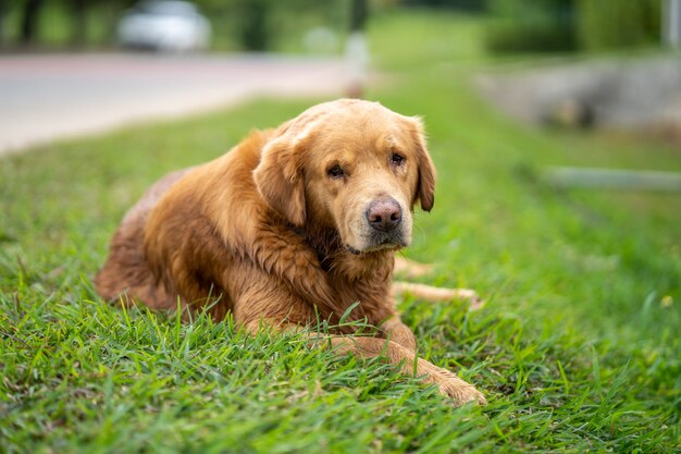 Süßer Golden Retriever, der im Sommer auf dem Feld liegt