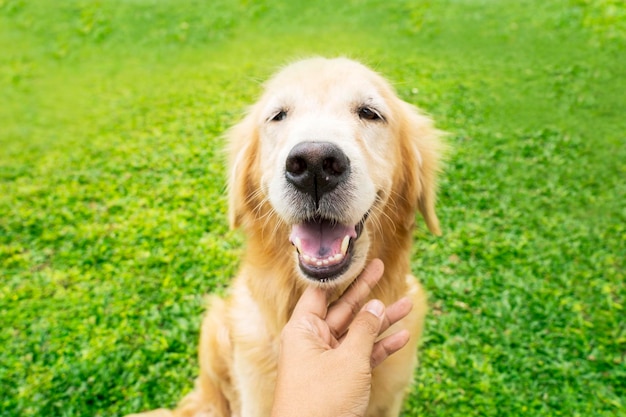 Süßer Golden Retriever-Hund, der die Besitzerhände genießt, die ihr Kinn kratzen