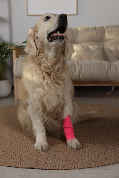 Süßer Golden Retriever mit Bandage auf der Pfote zu Hause