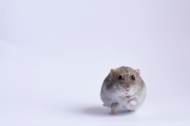 süßer grauer hamster läuft im hintergrund