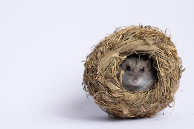 süßer grauer hamster sitzt im haus auf weißem hintergrund