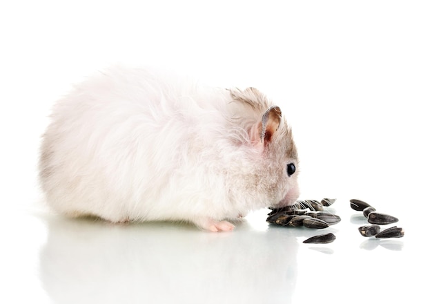 Süßer Hamster, der Sonnenblumenkerne isst, isoliert weiß