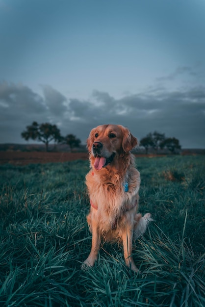 Süßer Hund auf dem Feld beim Sonnenuntergang