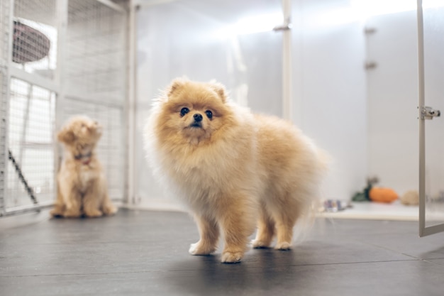 Süßer Hund. Bild eines niedlichen Hundes in einem Haustierhotel, das ernst schaut