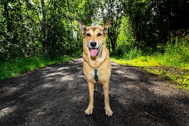 Süßer Hund, der an einem sonnigen Tag in der Natur auf einem nassen Weg in der Nähe des grünen Hains wegschaut