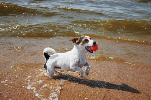 Süßer Hund, der an einem sonnigen Tag mit einem Ball am Strand spielt