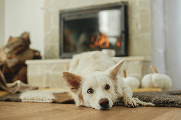 Süßer Hund, der auf einem gemütlichen Teppich am Kamin liegt Porträt eines entzückenden weißen dänischen Spitzhundes, der sich entspannt