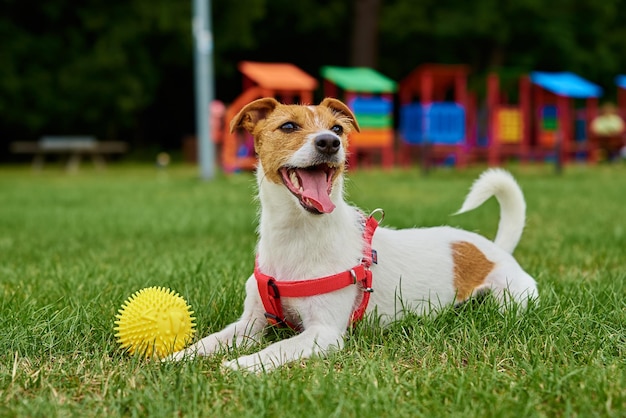 Süßer Hund, der auf grünem Gras spazieren geht und mit Spielzeugball spielt