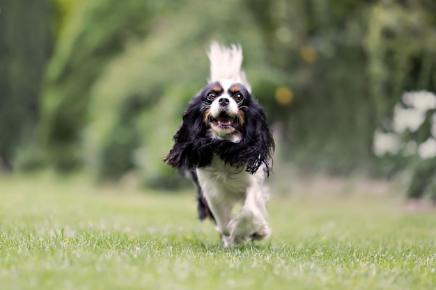 Süßer Hund, der im Garten spielt und läuft