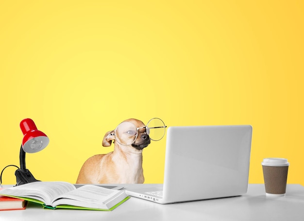 Süßer Hund, der Laptop in Brille auf gelbem Hintergrund anschaut