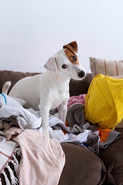 Foto süßer hund, der mit kleidung ein durcheinander macht