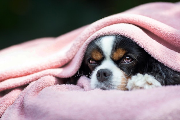 Süßer Hund, der sich unter der warmen Decke entspannt