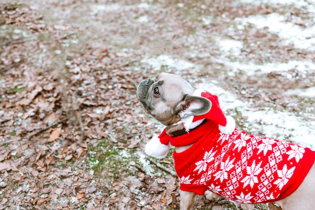 Süßer Hund, französische Bulldogge in einem roten Winterpullover, Weihnachtskostüm im Freien, bereit für die Weihnachtsfeier