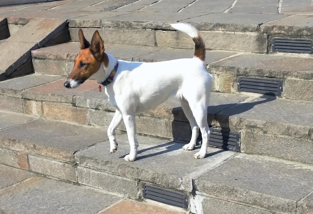 Süßer Hund für einen Spaziergang