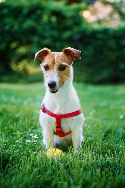 Süßer Hund geht auf Sommerwiese mit Haustierporträt des grünen Grases spazieren