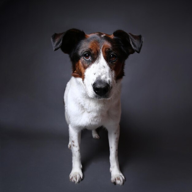 Süßer Hund im Studio auf grauem Hintergrund