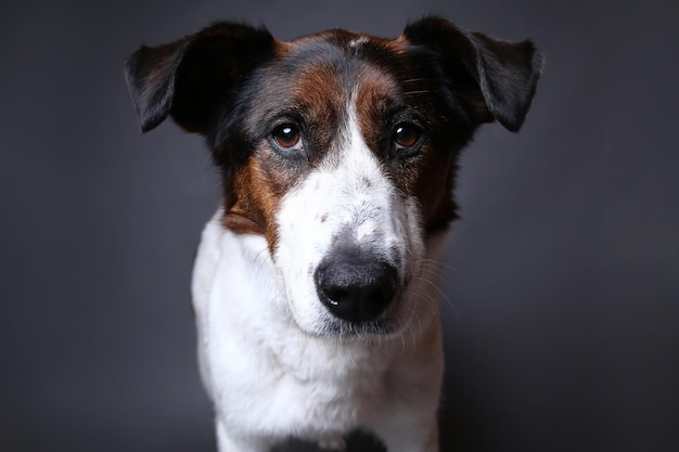 Süßer Hund im Studio auf grauem Hintergrund