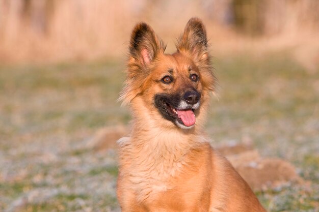 Süßer Hund mit voller Aufmerksamkeit