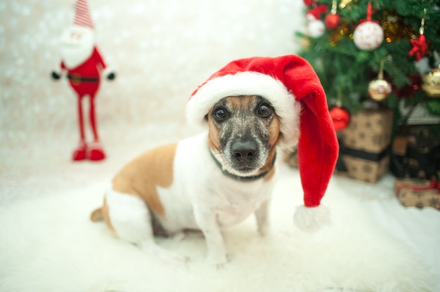 Süßer Hund mit Weihnachtsmütze im Zimmer für Weihnachten dekoriert