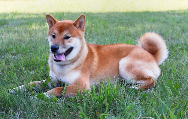 Süßer Hund ruht Shiba Inu Hund liegt auf dem Gras