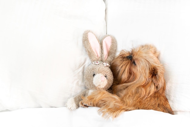 Süßer Hund schläft im Bett mit einem flauschigen Spielzeughasen Draufsicht Brüsseler Griffon ruht zu Hause in einem sauberen weißen Schlafzimmer