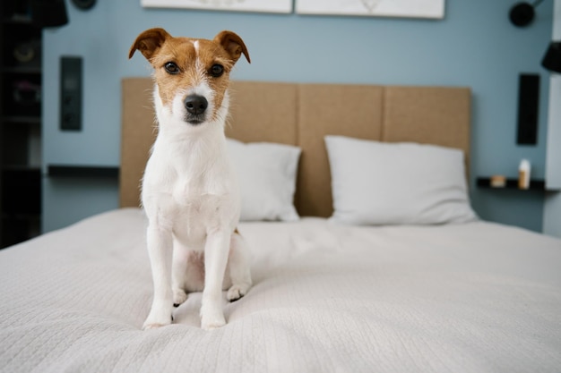 Süßer Hund sitzt auf dem Bett im Wohnzimmer Nahaufnahme Porträt