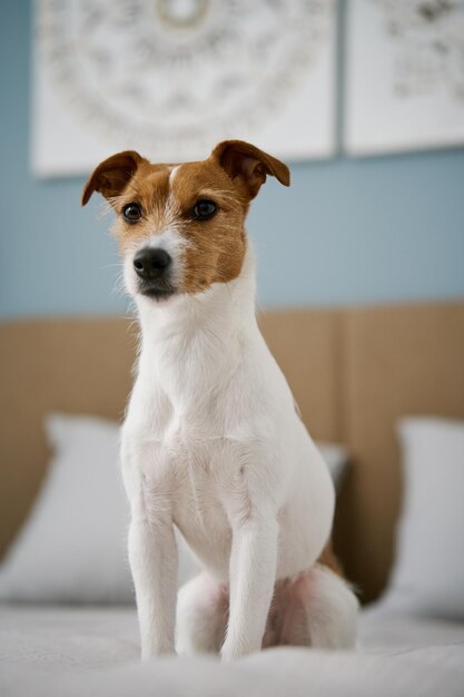 Süßer Hund sitzt auf dem Bett im Wohnzimmer Nahaufnahme Porträt