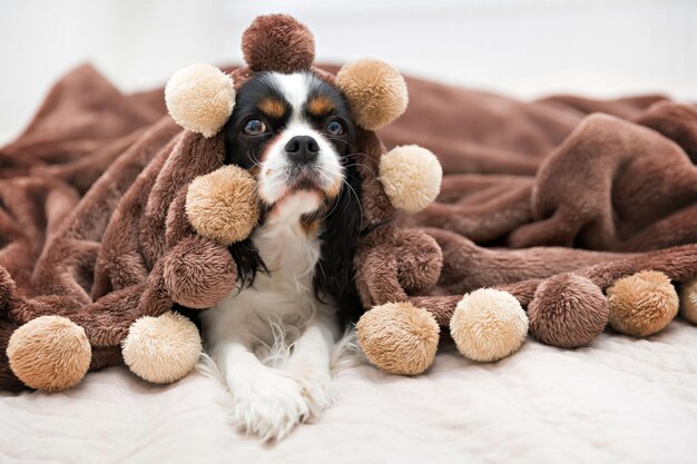 Süßer Hund unter der warmen braunen Decke