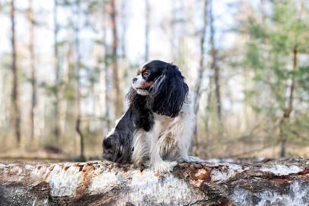 Süßer Hundekavalierspaniel, der auf dem Holzklotz im Wald sitzt