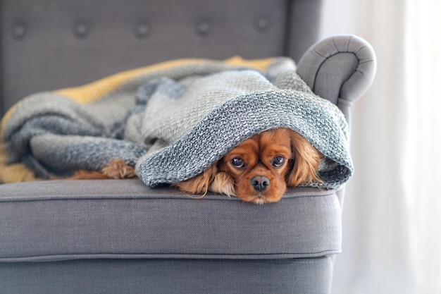 Süßer Hundekavalierspaniel, der sich zu Hause unter der warmen Decke entspannt