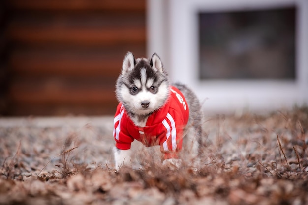 Süßer Husky-Welpe in Kleidung in der Nähe eines Holzhauses