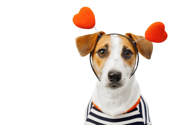 Süßer Jack-Russell-Hund in einem herzförmigen Stirnband isoliert in weißem Hintergrund. Valentinstag-Konzept.