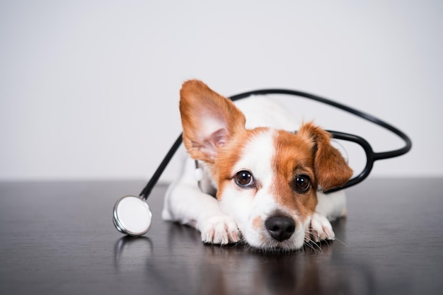 Süßer Jack-Russell-Hund in einer Tierklinik mit einem Stethoskop-Veterinärkonzept
