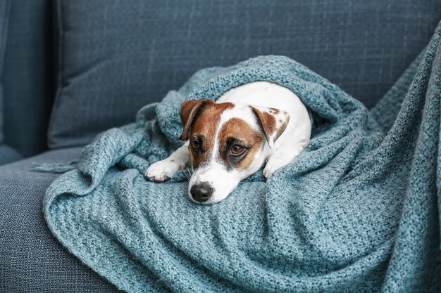 Süßer Jack Russell Terrier auf dem Sofa zu Hause