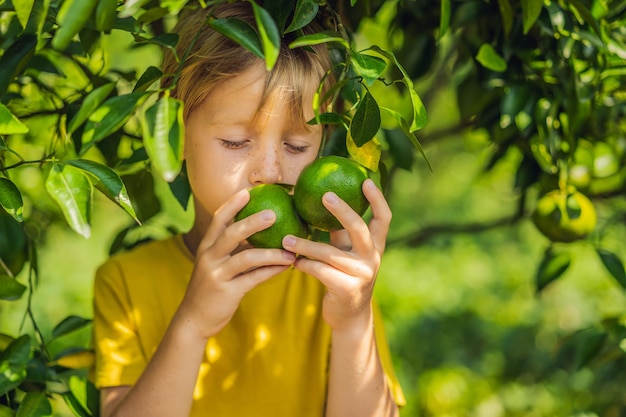 Süßer Junge im Garten sammelt Mandarinen