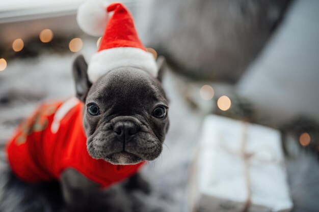 Foto süßer junger französischer bulldog-wurf mit blauen augen, der zeit zu hause verbringt, weihnachtsferien, weihнаchtsumgebung, glücklich, stilvoll, haustier, hund gekleidet, weihnachtskleidung, neujahrsfeiern, winterferien.