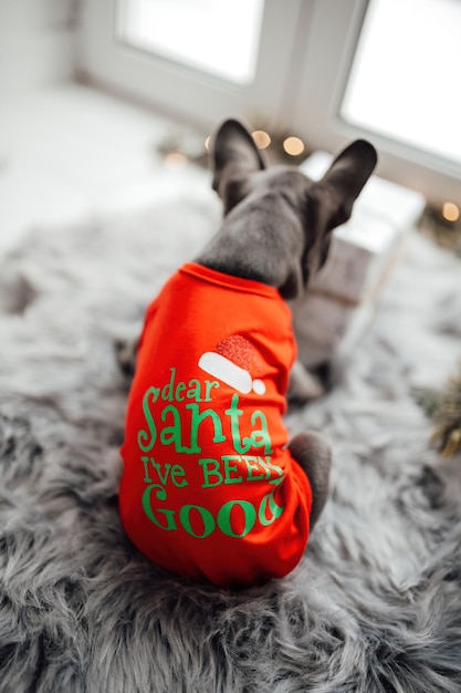 Süßer junger französischer Bulldog-Wurf mit blauen Augen, der Zeit zu Hause verbringt, Weihnachtsferien, Weihнаchtsumgebung, glücklich, stilvoll, Haustier, Hund gekleidet, weihnachtskleidung, Neujahrsfeiern, Winterferien.