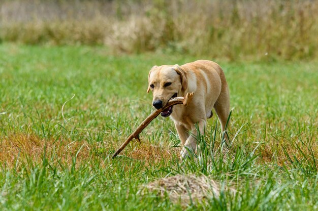 Süßer junger Labrador-Retriever-Hund auf der Wiese