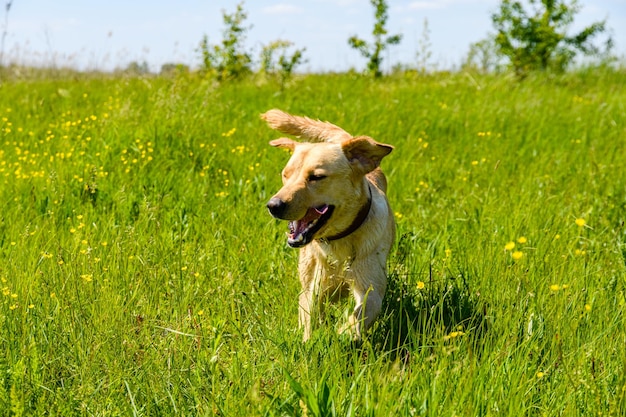 Süßer junger Labrador-Retriever-Hund auf der Wiese