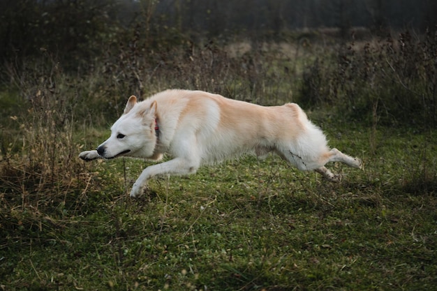 Süßer junger Mischlingshund mit weißem Farbporträt läuft schnell über das Feld