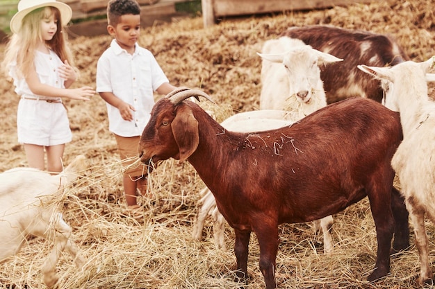 Süßer kleiner afrikanisch-amerikanischer Junge mit europäischem Mädchen ist mit Ziegen auf dem Bauernhof