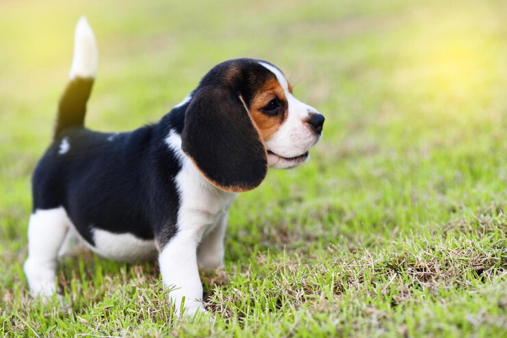 Foto süßer kleiner beagle, der allein im garten spielt
