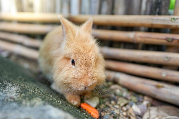 Süßer kleiner brauner Hase, der im Sommer auf dem Boden hinter Bambuszaun liegt