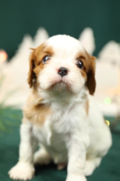 Süßer kleiner Cavalier King Charles Spaniel Welpe