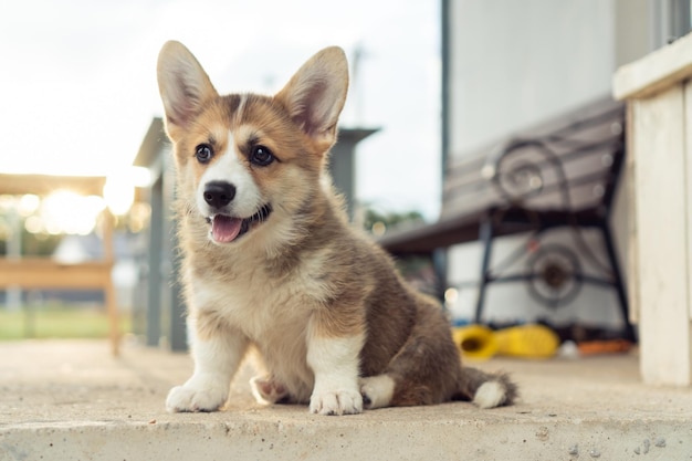 Süßer kleiner Corgi-Hund, der draußen auf dem Boden sitzt und wegschaut Ruhen Sie sich bei Sonnenuntergang aus Lustiger, flauschiger Welpenspaziergang im Hof des Hauses