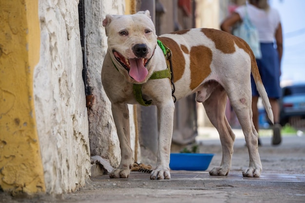 Süßer kleiner Hund in den Straßen der Altstadt von Havanna, der Hauptstadt Kubas