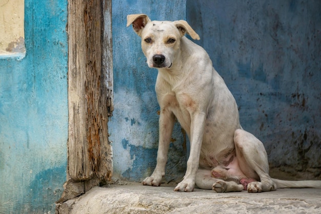 Süßer kleiner obdachloser Hund in den Straßen der Altstadt von Havanna, der Hauptstadt Kubas