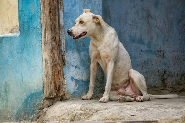 Süßer kleiner obdachloser Hund in den Straßen der Altstadt von Havanna, der Hauptstadt Kubas